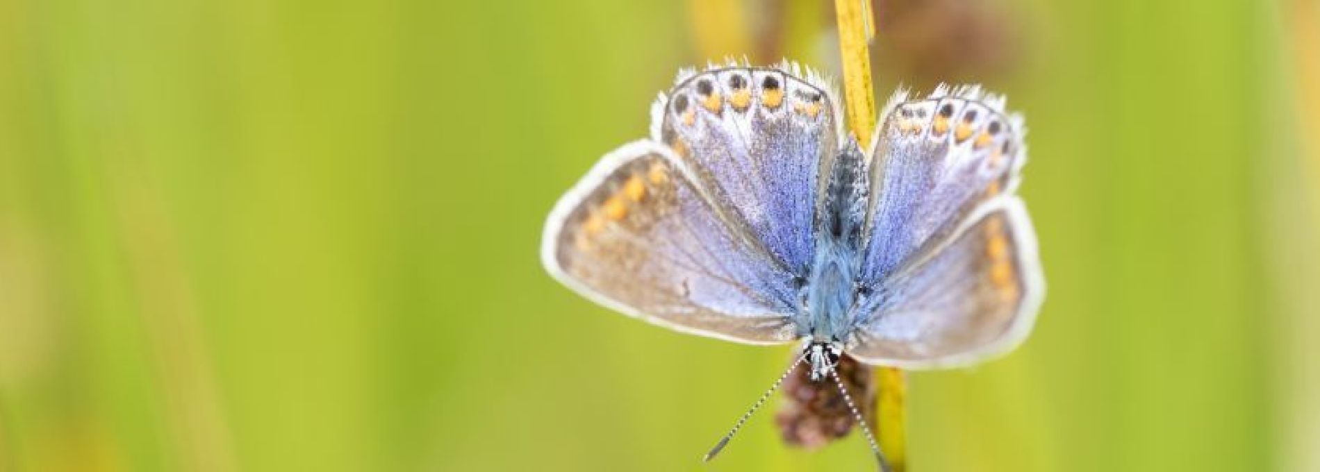 Häufig gestelte Fragen über annulieren auf Ameland - VVV Ameland.