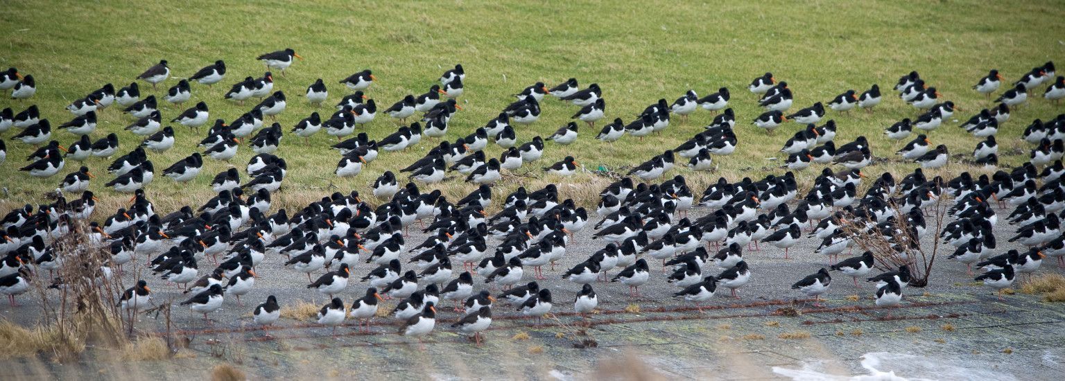 Vögel auf Ameland - VVV Ameland