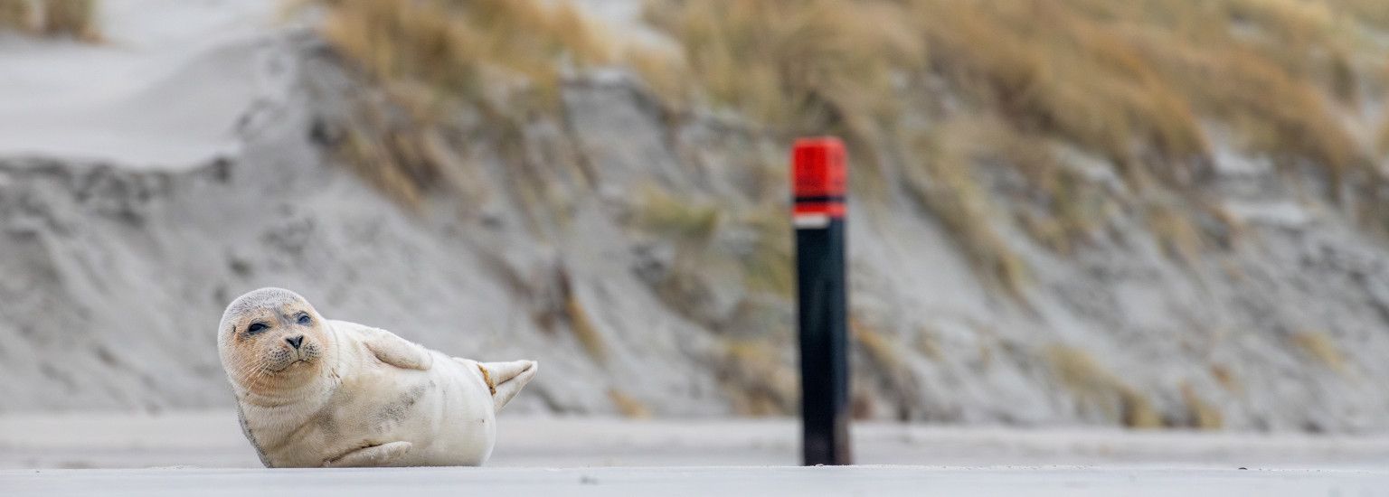Die Robbe - VVV Ameland