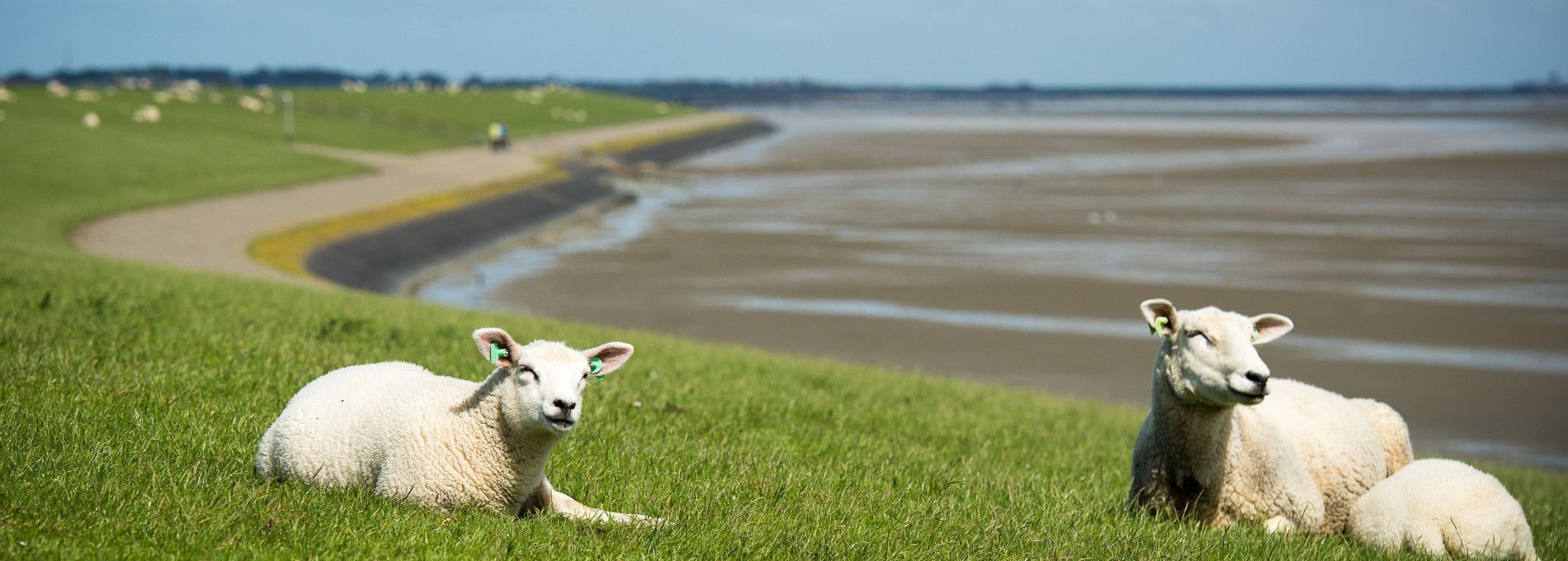 Ferienhäuser Nes 7 oder mehr Personen - VVV Ameland