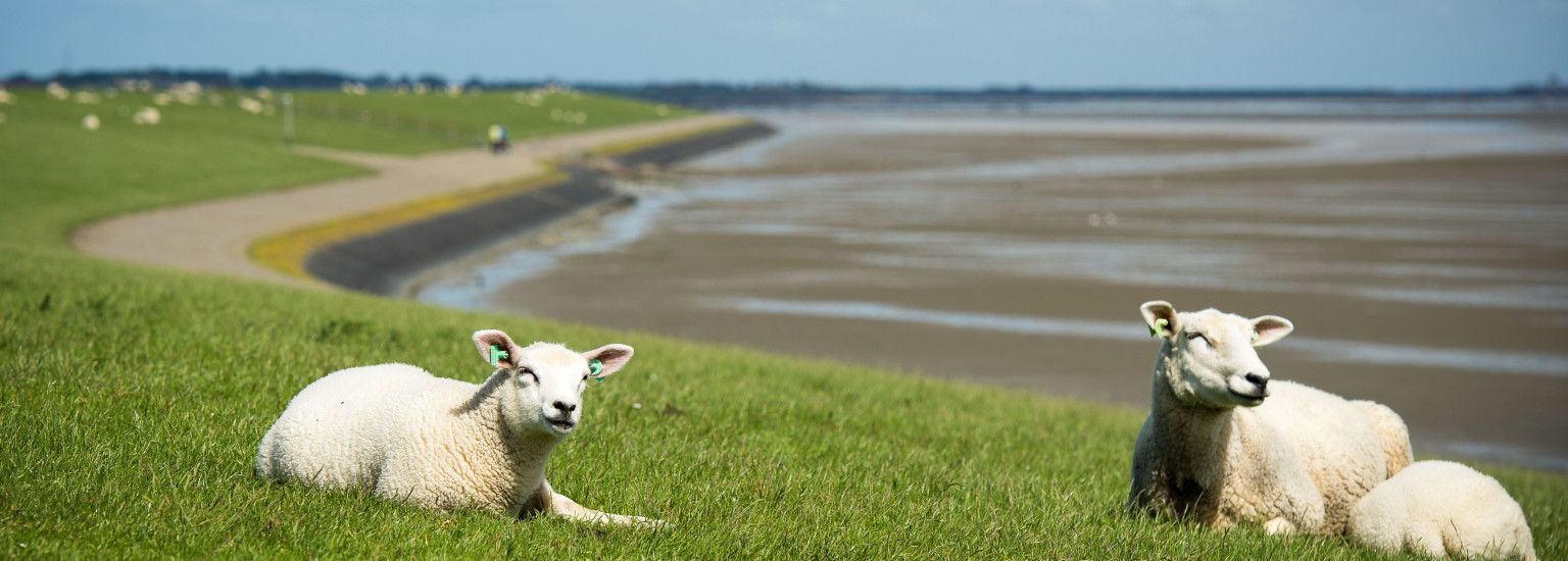 Ferienhäuser Nes 7 oder mehr Personen - VVV Ameland