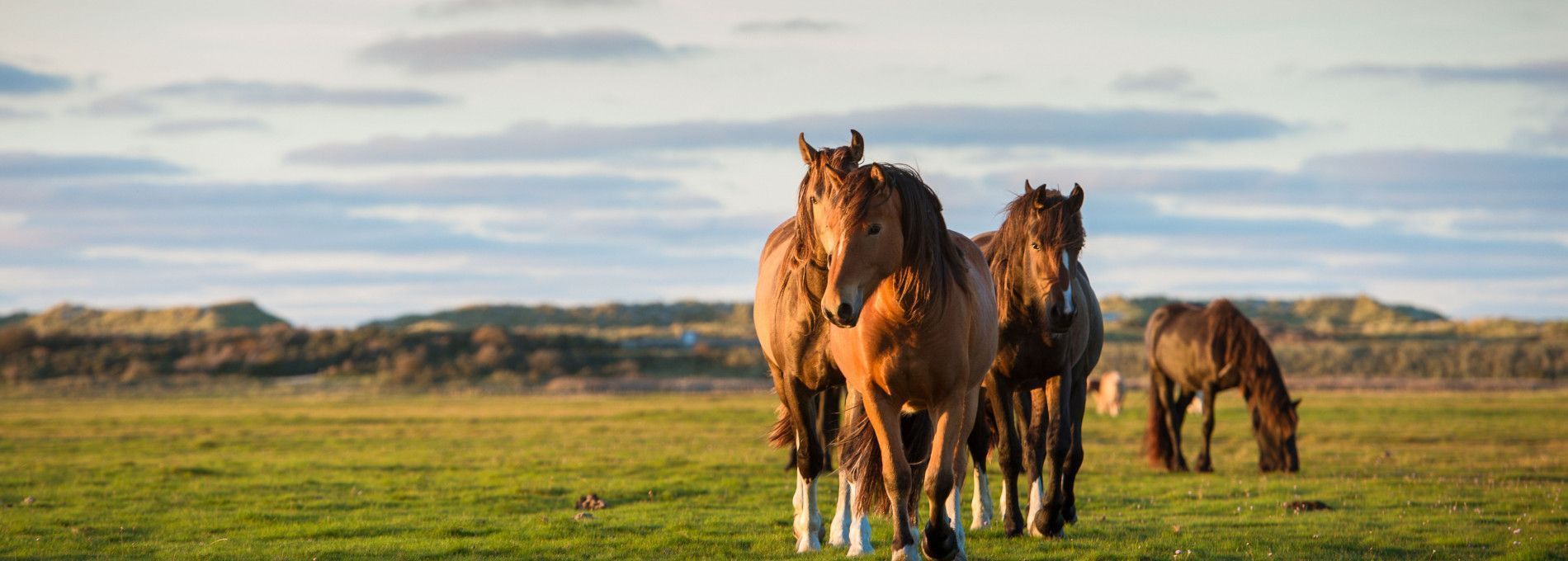 Ferienhäuser Buren 5 oder mehr Personen - VVV Ameland