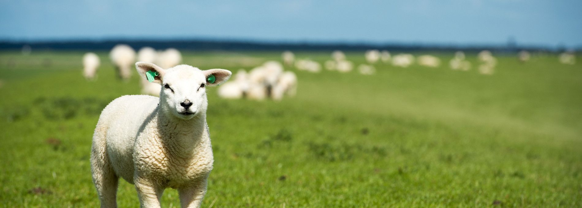 Gruppenhäuser Ballum - VVV Ameland