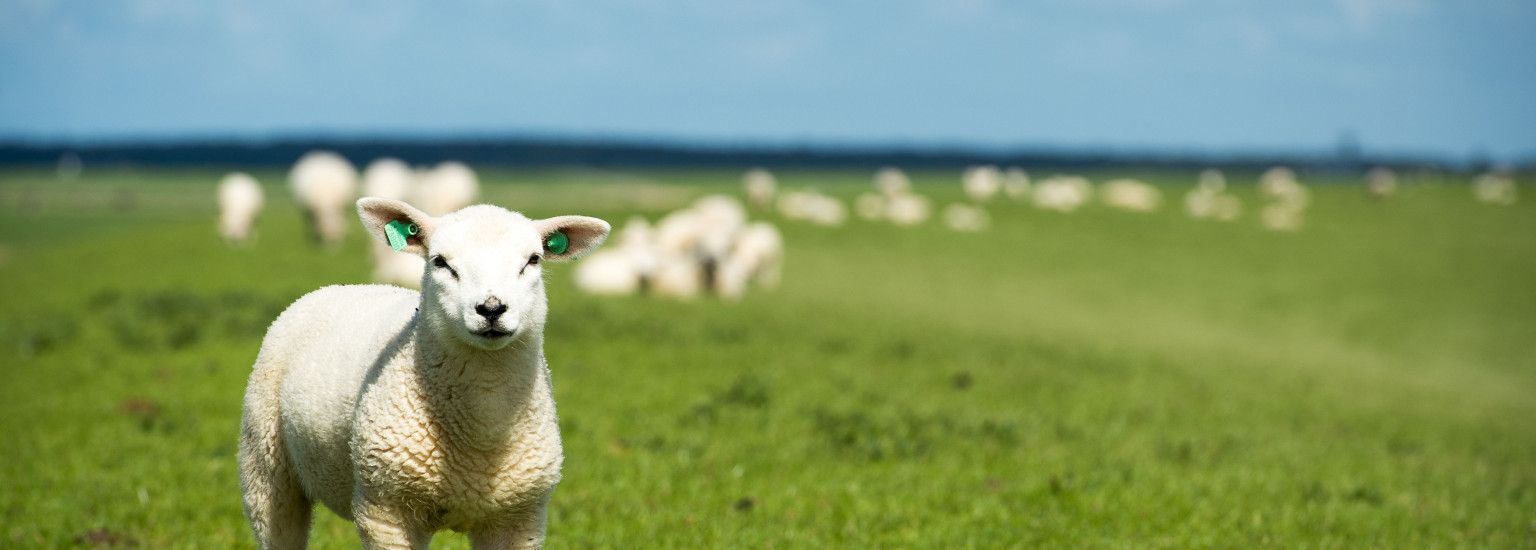 Gruppenhäuser Ballum - VVV Ameland