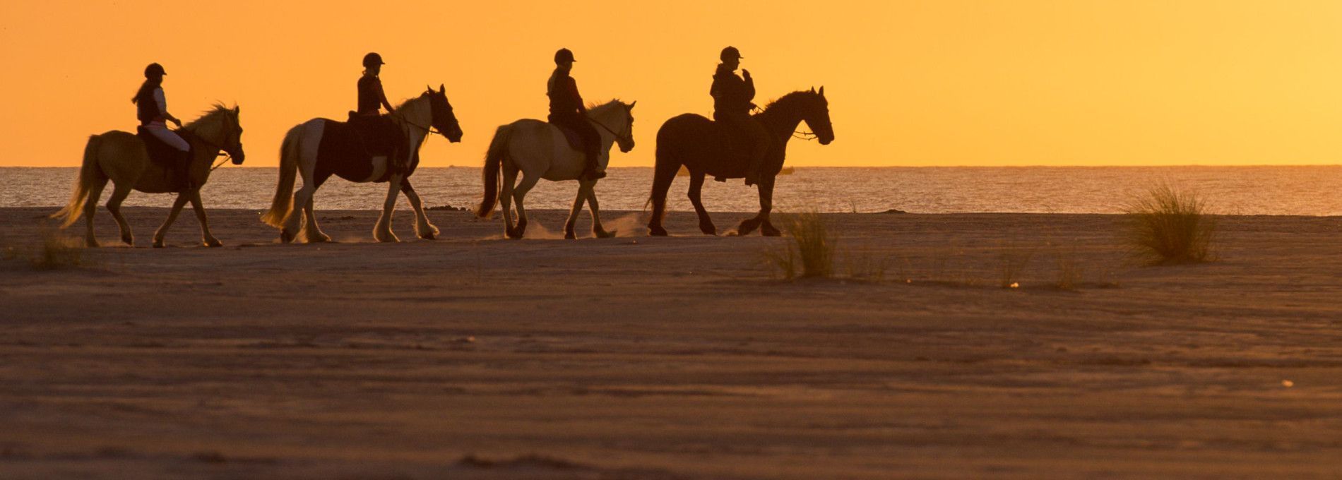 Reiten und Planwagenfahrten - VVV Ameland