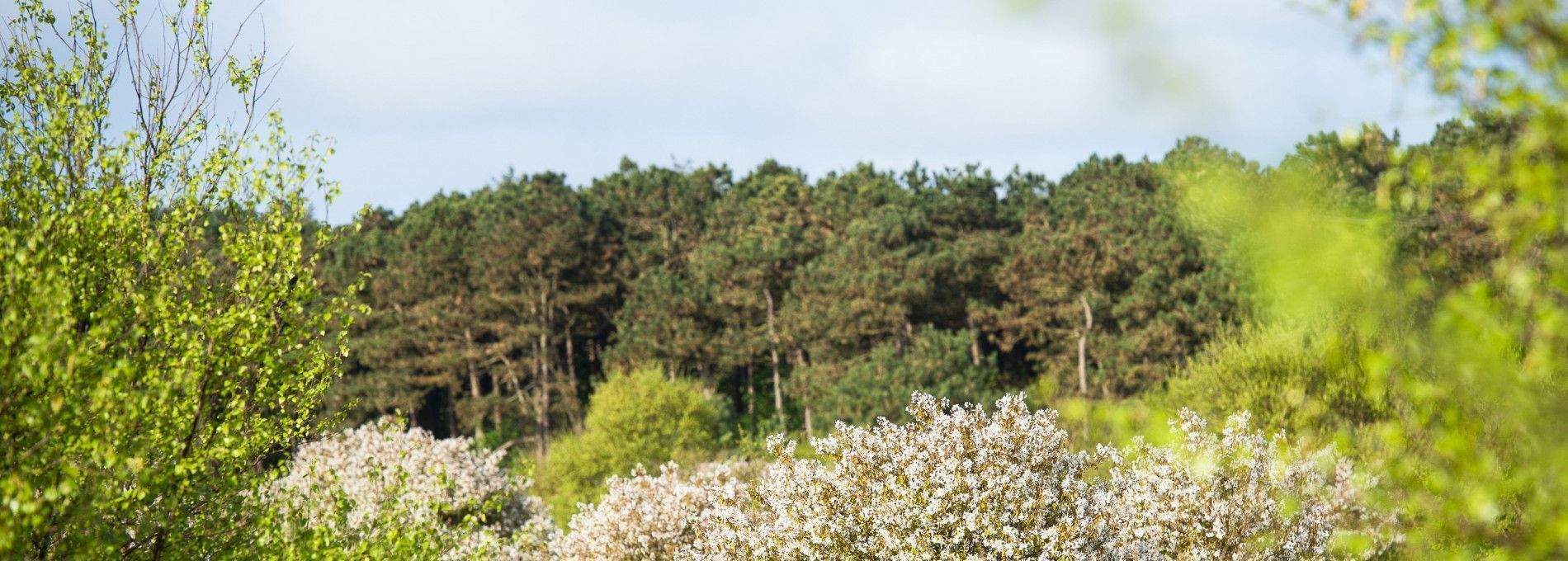 Exkursion Wald und Dünen - VVV Ameland