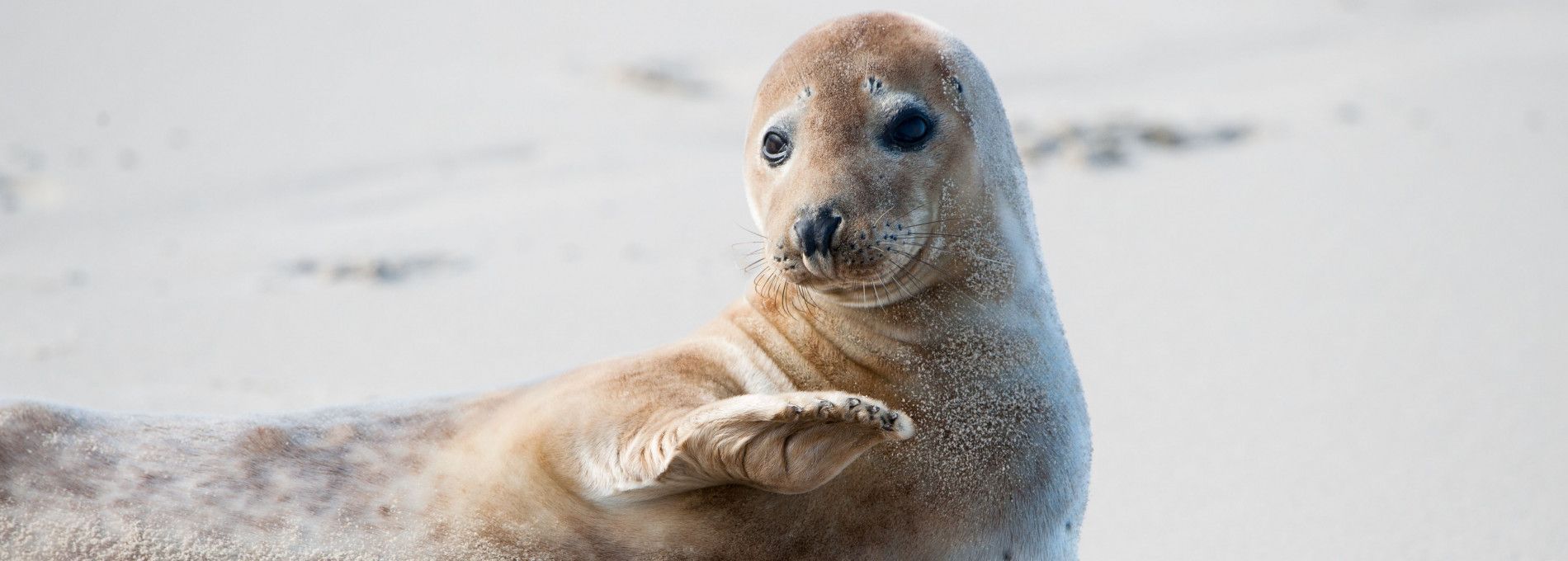 Bootsfahrten zu den Seehundbänken Ameland - VVV Ameland