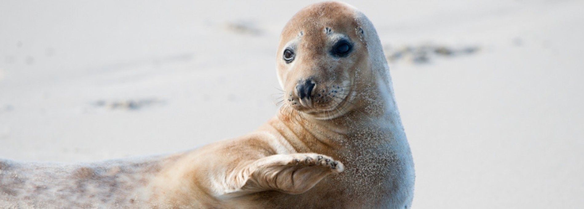 Sehen und Erleben auf Ameland