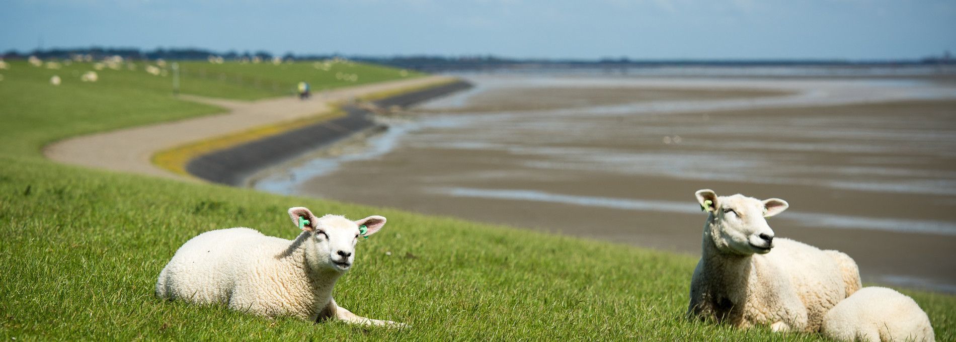 Taxis - VVV Ameland