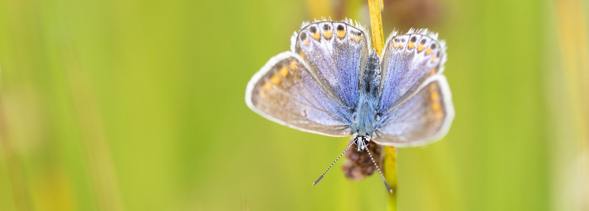 Flora und fauna auf Ameland