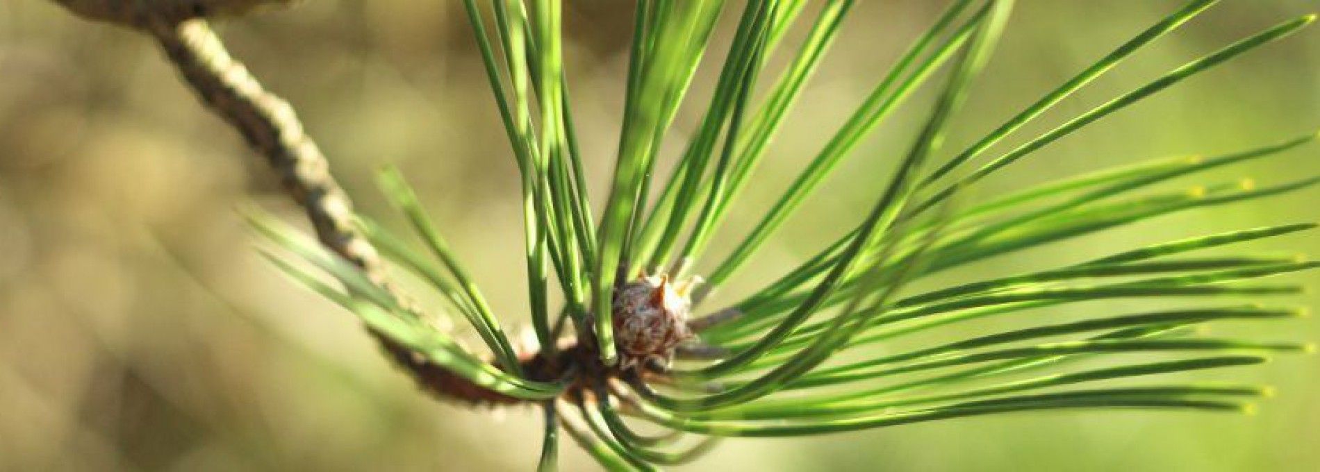 Spelregels bos Staatsbosbeheer Ameland