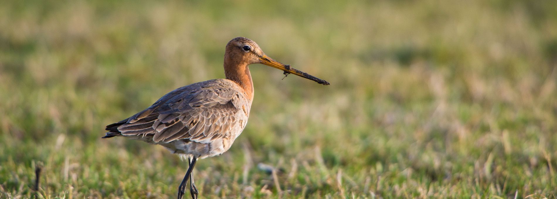 Tierfürsorge - VVV Ameland