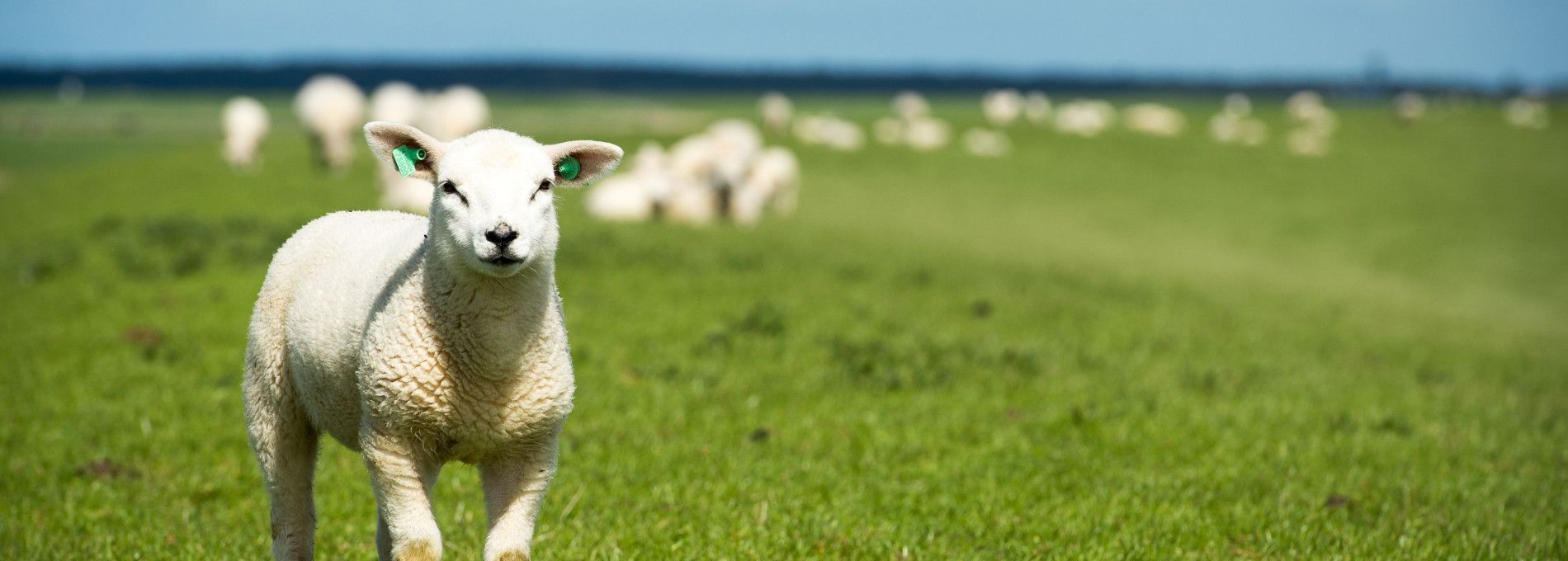 Tierarzt H. Schols - VVV Ameland