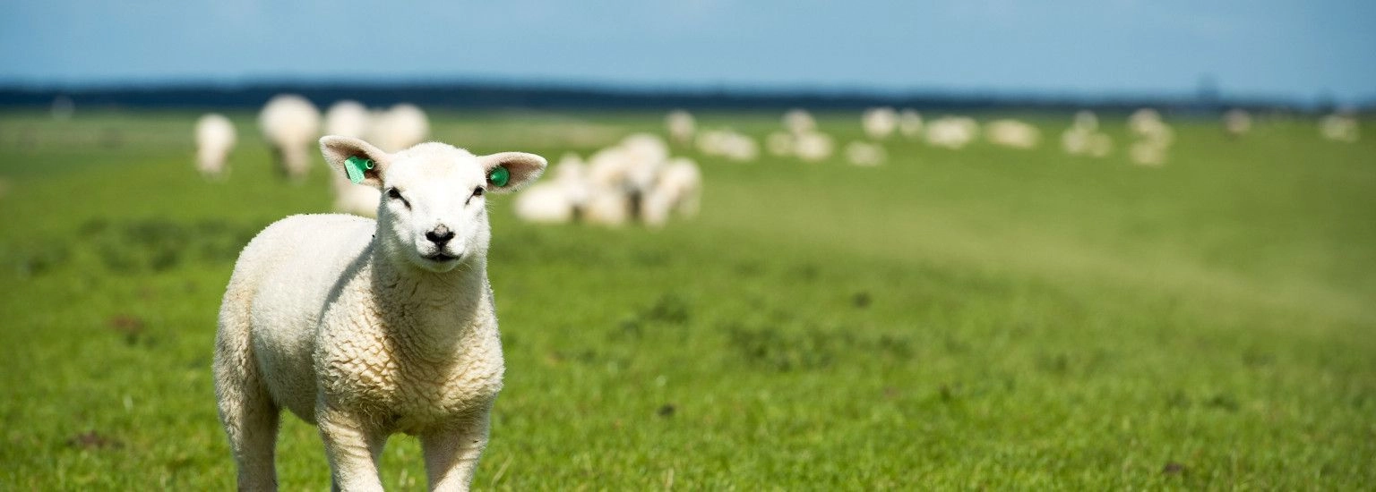 Tierarzt H. Schols - VVV Ameland