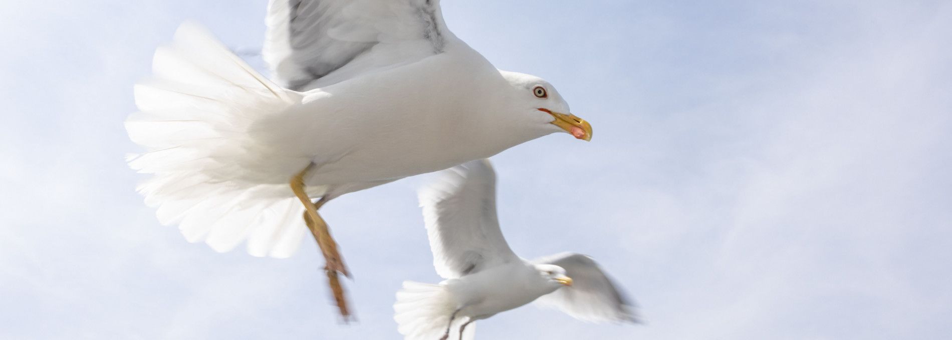 Tierrettungswagen Ameland - VVV Ameland