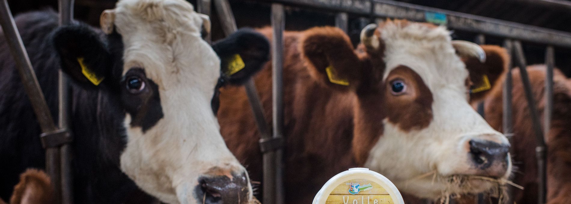 Ameländer, biologisch Rindfleisch - Ameländer Produkte - VVV Ameland