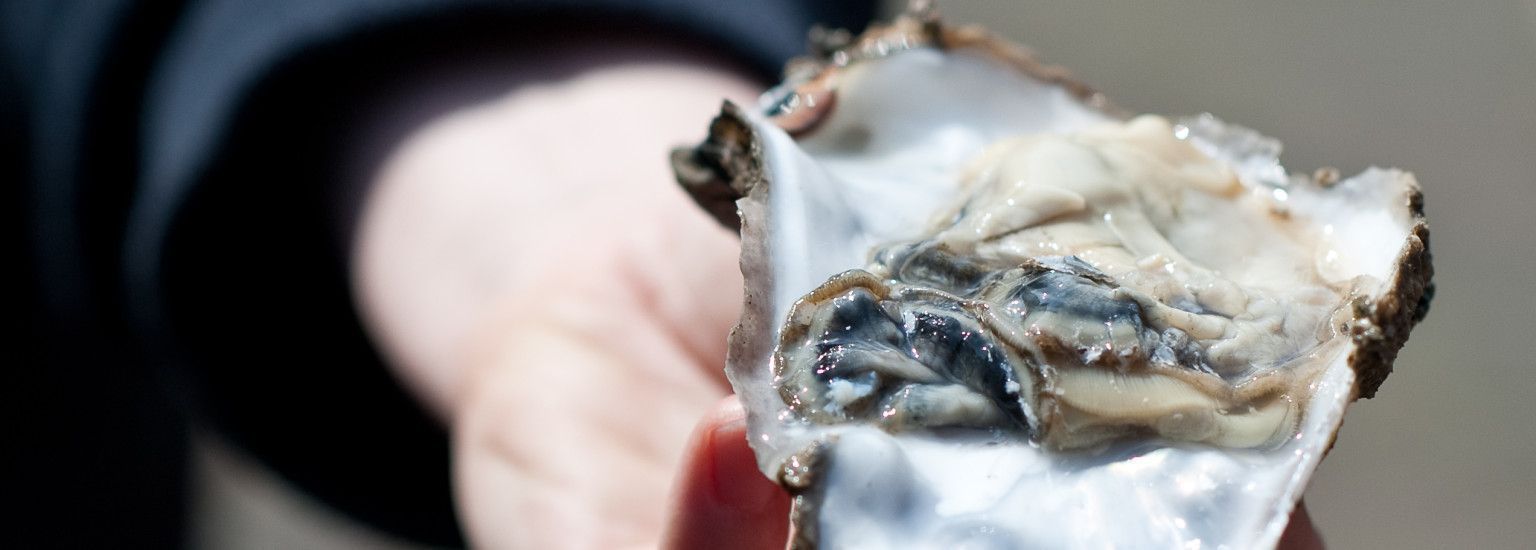 Ameländer Austern, Meeräsche und Seebarsch - Ameländer Produkte - VVV Ameland