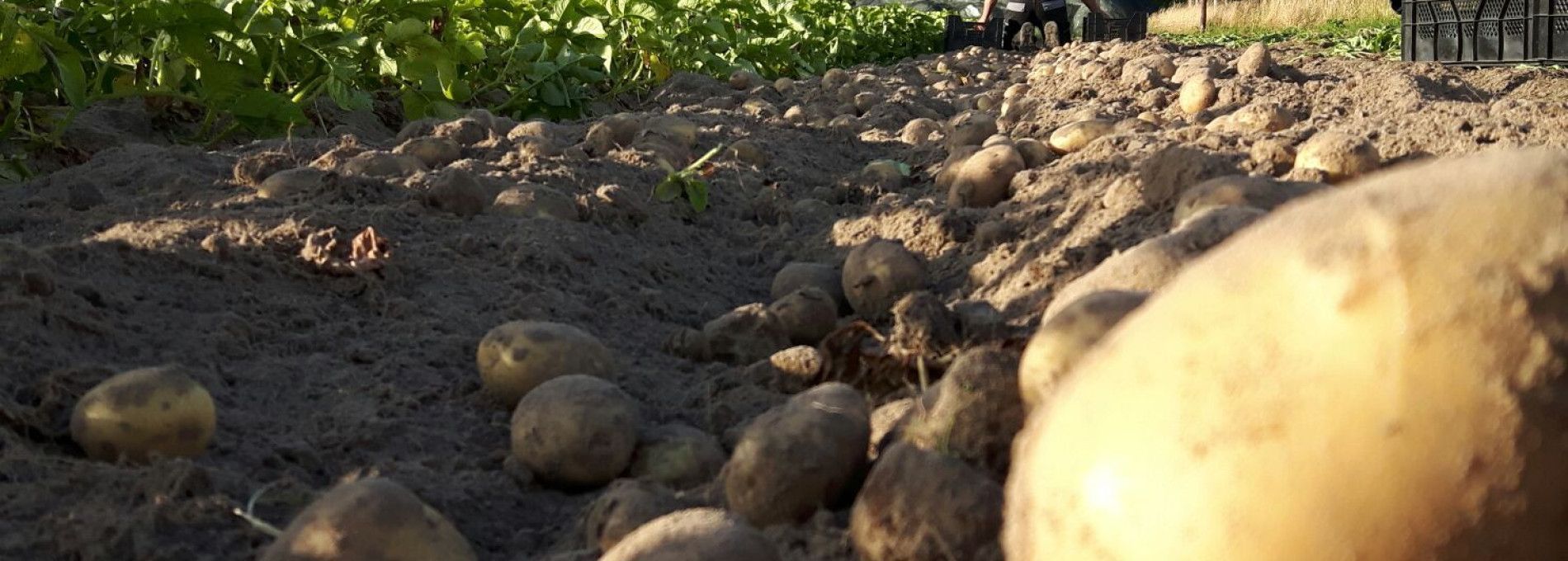 Amelander Kartoffeln - Ameländer Produkte - VVV Ameland