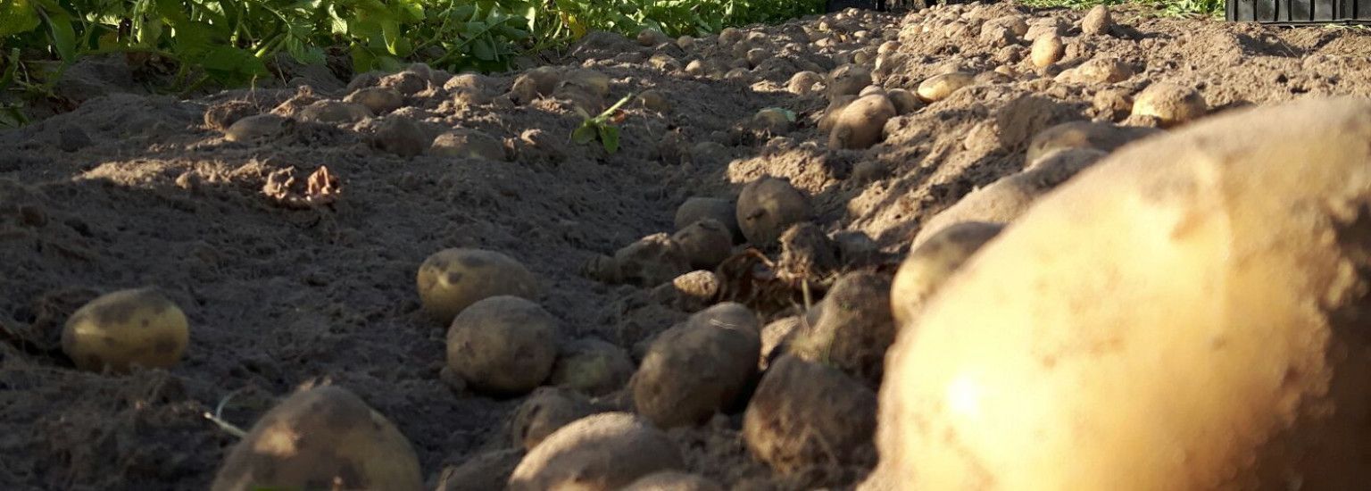 Amelander Kartoffeln - Ameländer Produkte - VVV Ameland
