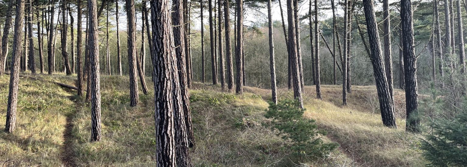 Der Hollumer Wald - VVV Ameland