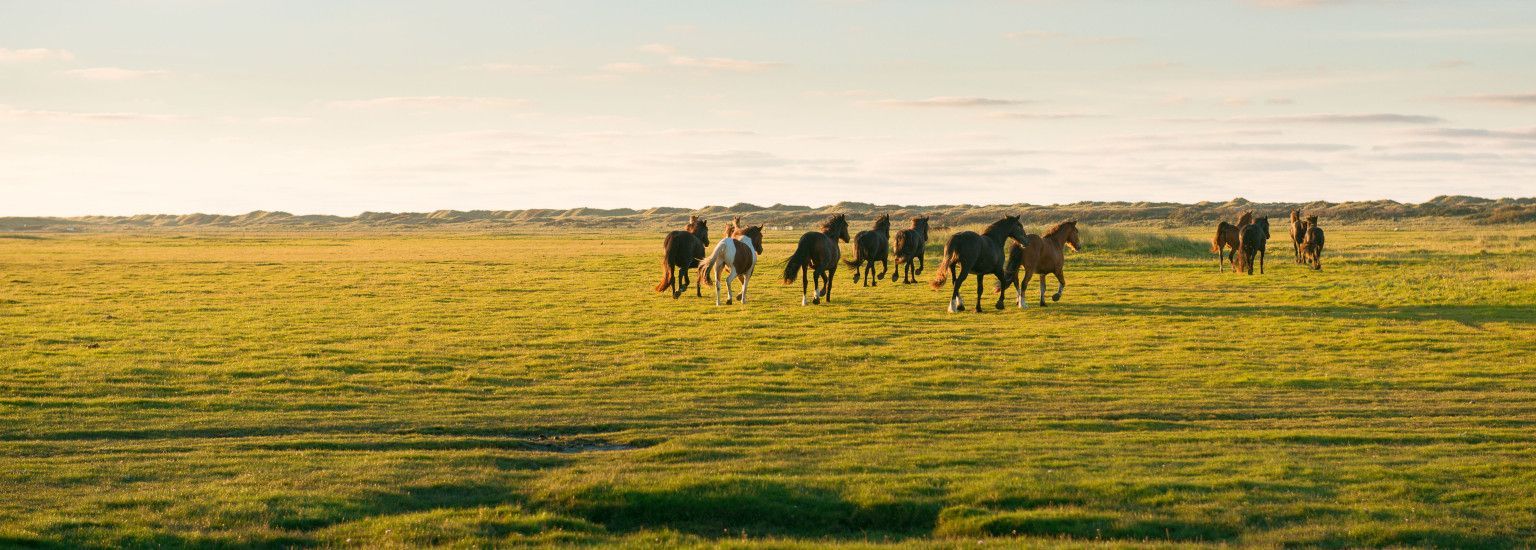 Nieuwlandsreid - VVV Ameland