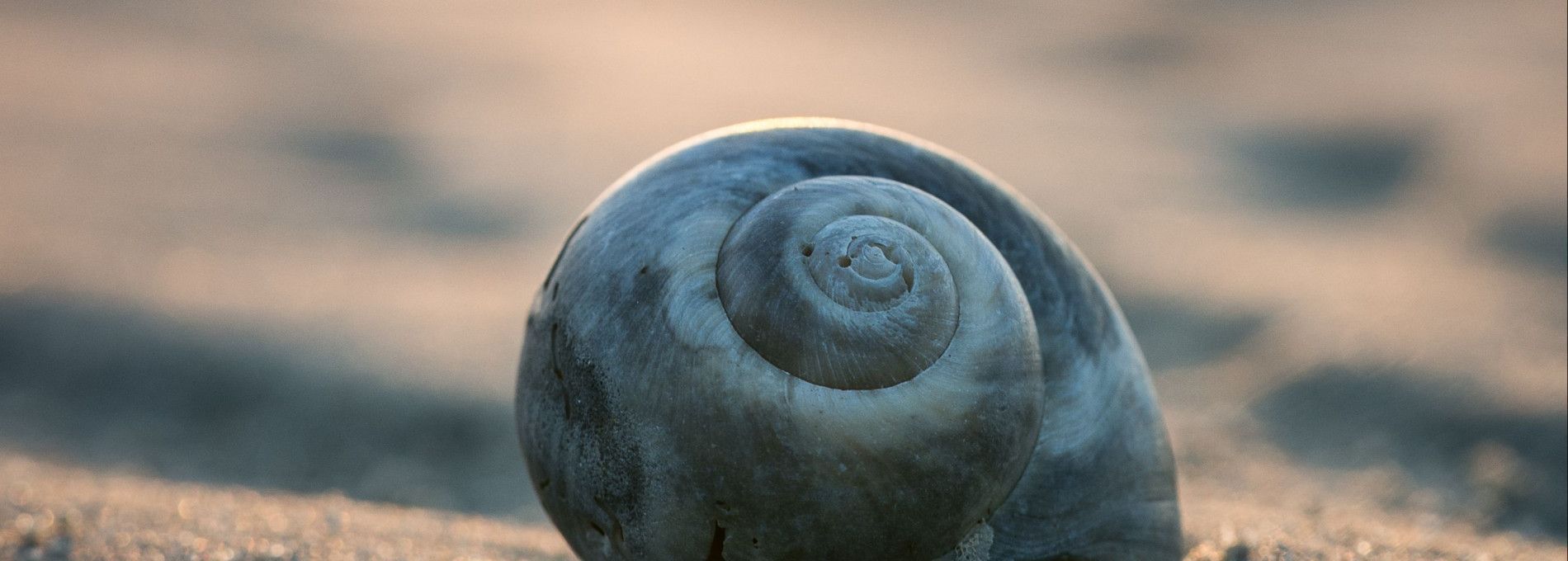 Meeuw Jonathan - VVV Ameland