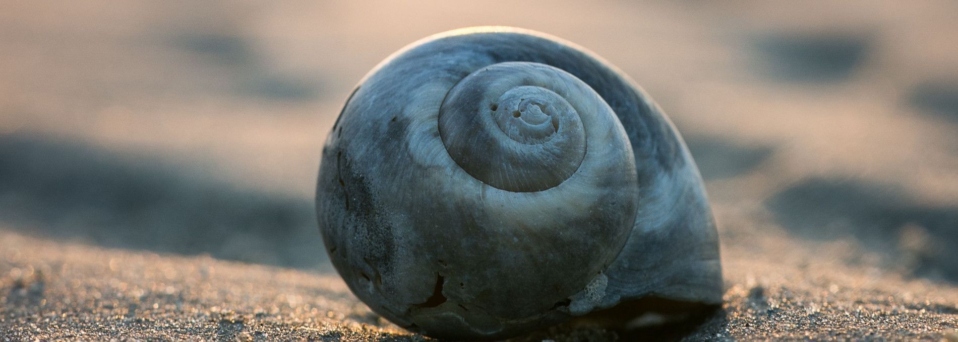 Piggelmee - VVV Ameland