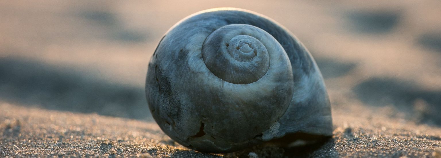 Piggelmee - VVV Ameland