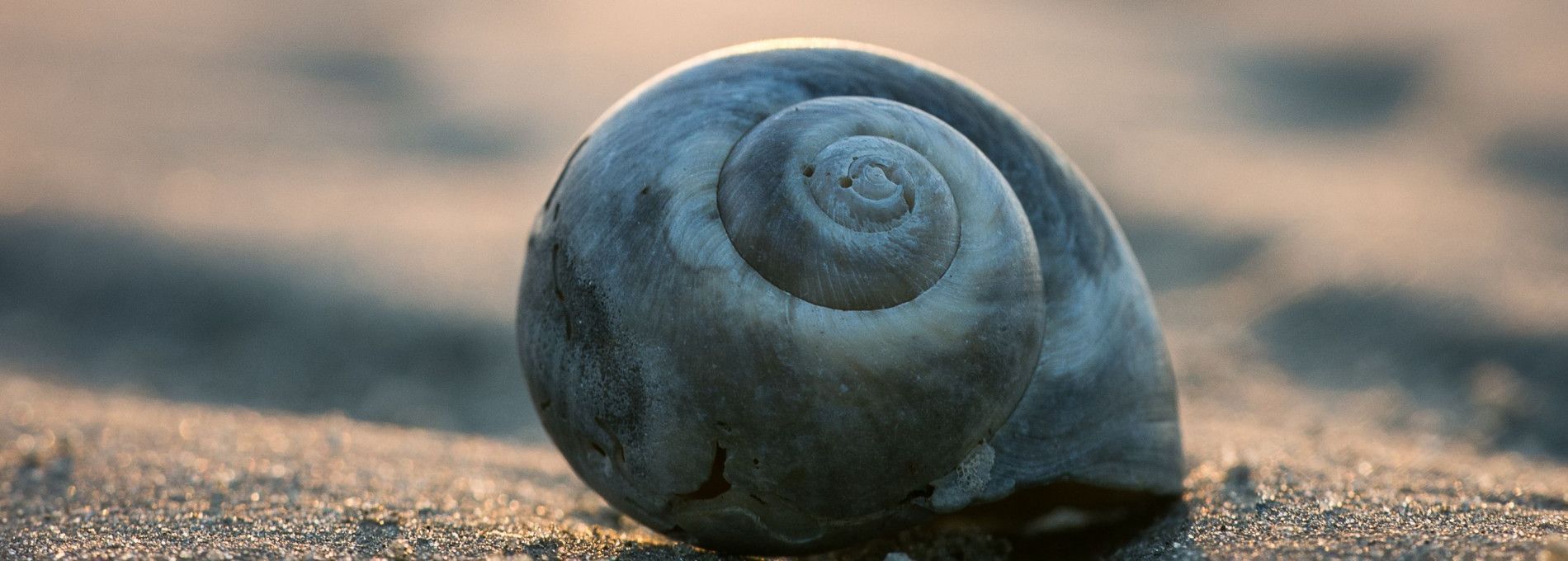 De Akelei R9 - VVV Ameland