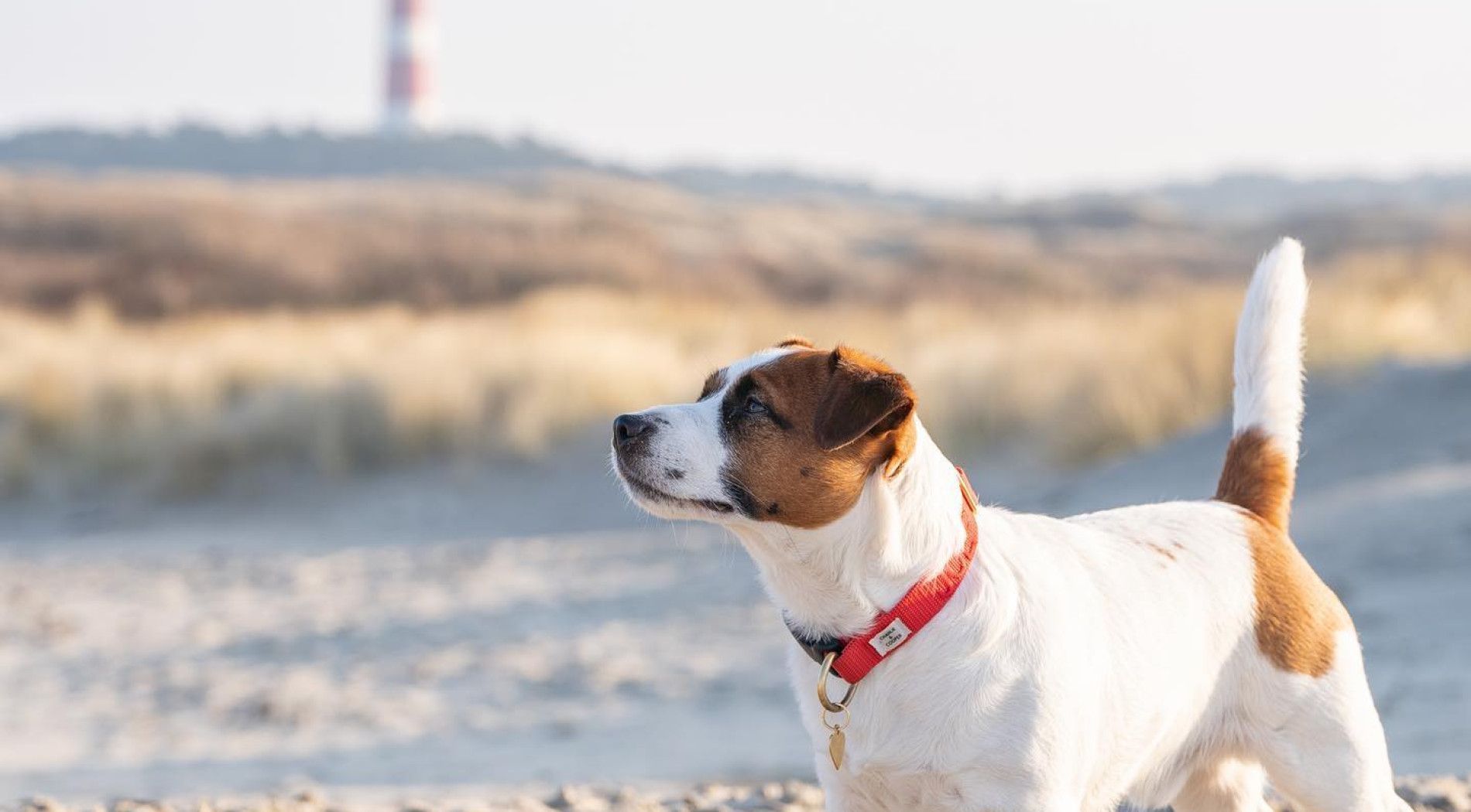 Beförderung auf Ameland - mit Hund - VVV Ameland