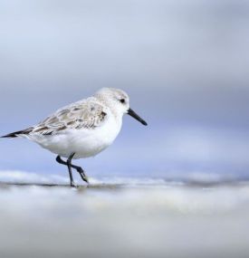Strandpavillon Sjoerd - VVV Ameland