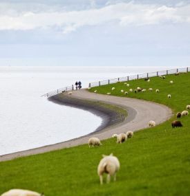 Deich an der Reeweg (Nes) - VVV Ameland