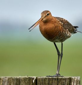 Ameland im Laufe der Jahre.... - VVV Ameland