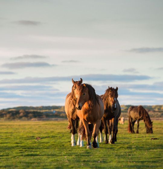 Ameland für Pferdeliebhaber - VVV Ameland