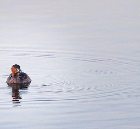 Gängige Vogelarten - VVV Ameland