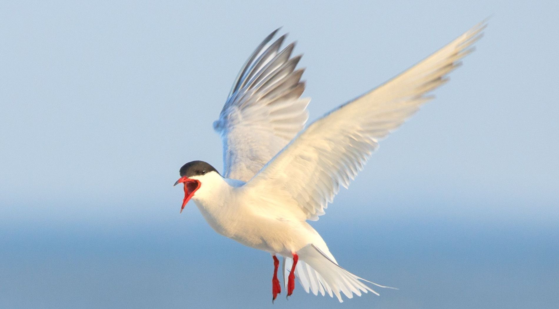 Vogelreiches Gebiet - VVV Ameland