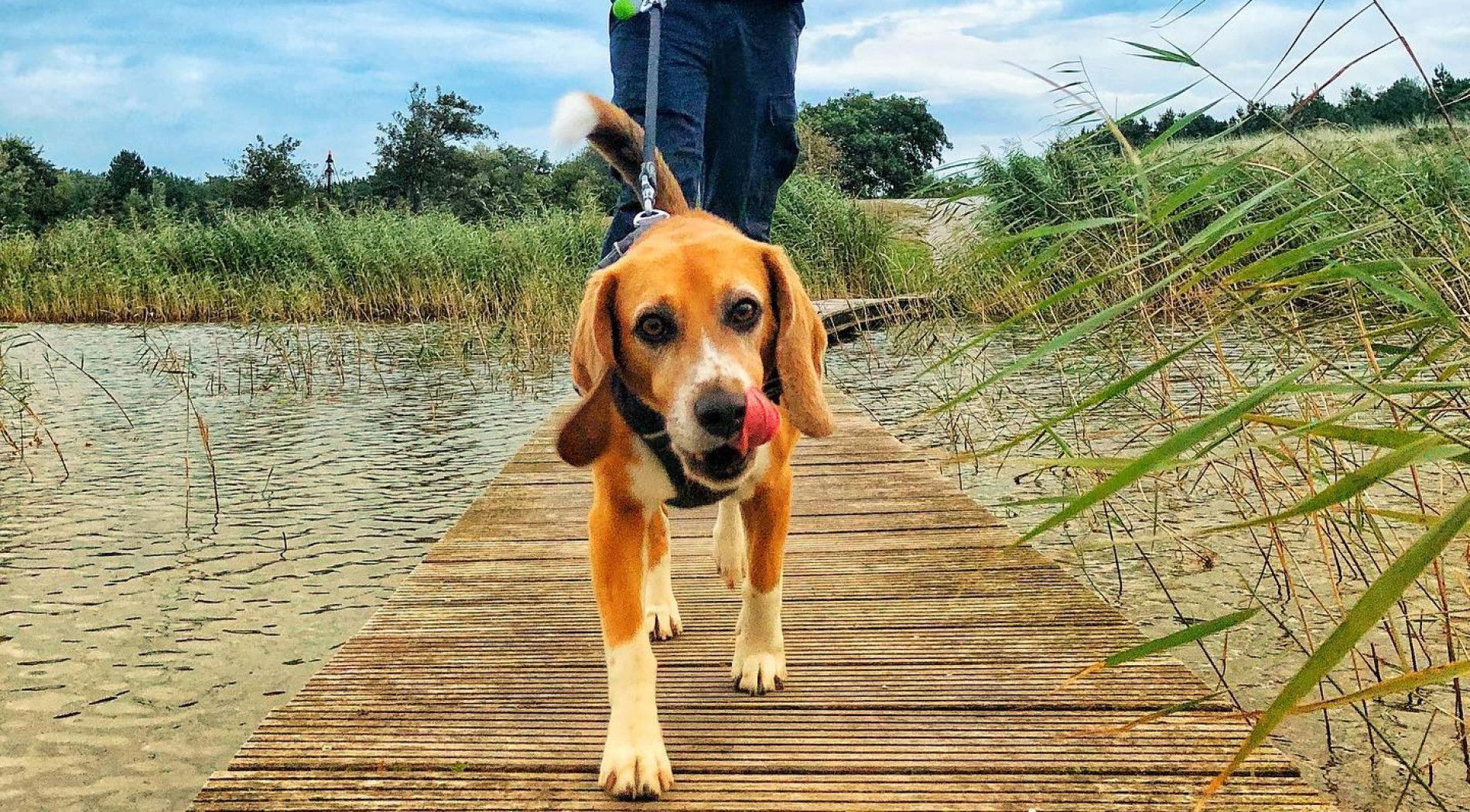 Sehen und erleben - mit Hund - VVV Ameland