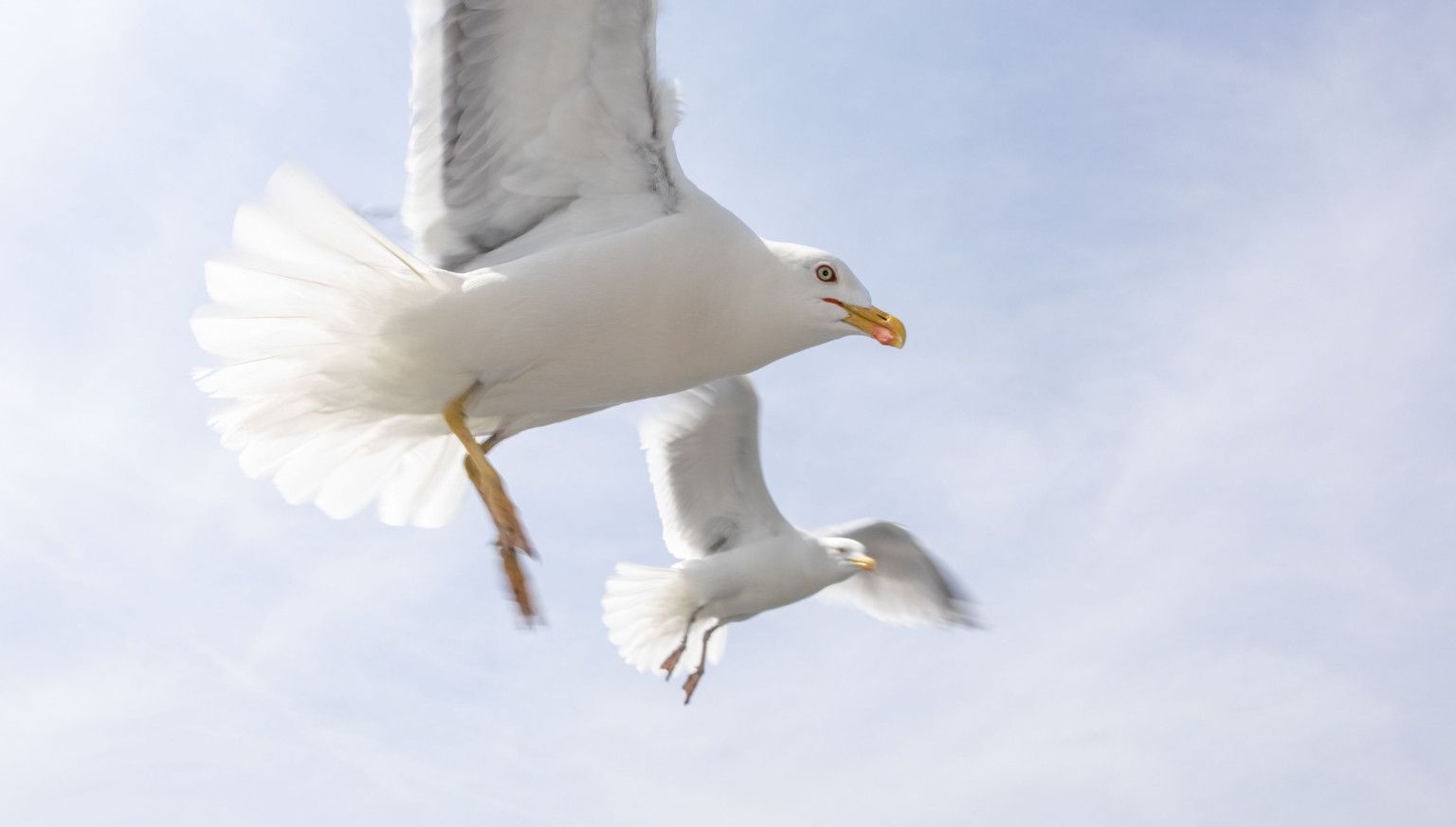 Unterkünfte mit Vogelnamen - VVV Ameland
