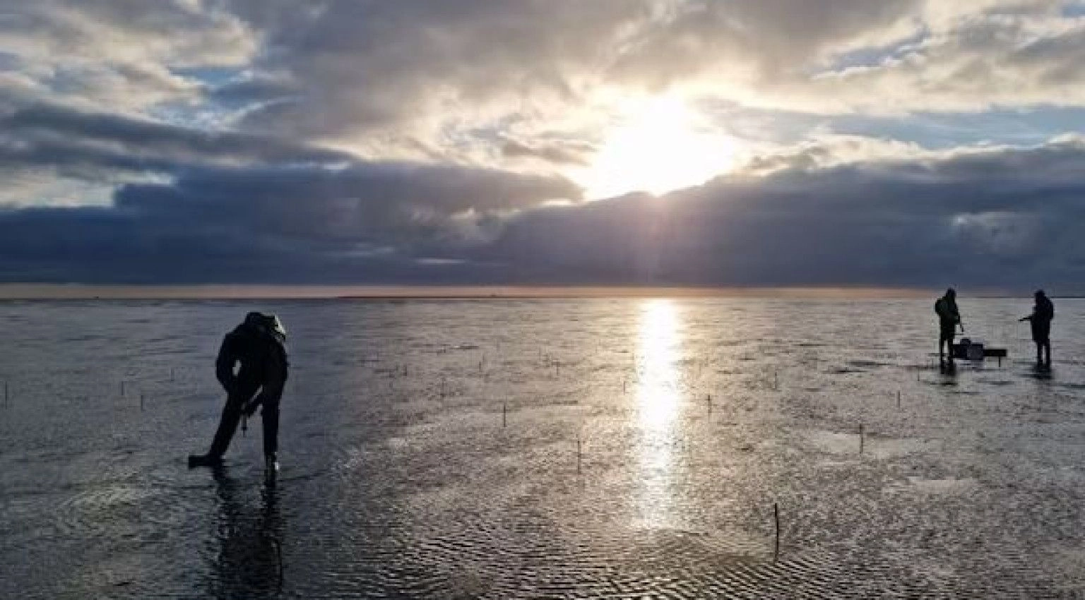 Zeegras - VVV Ameland