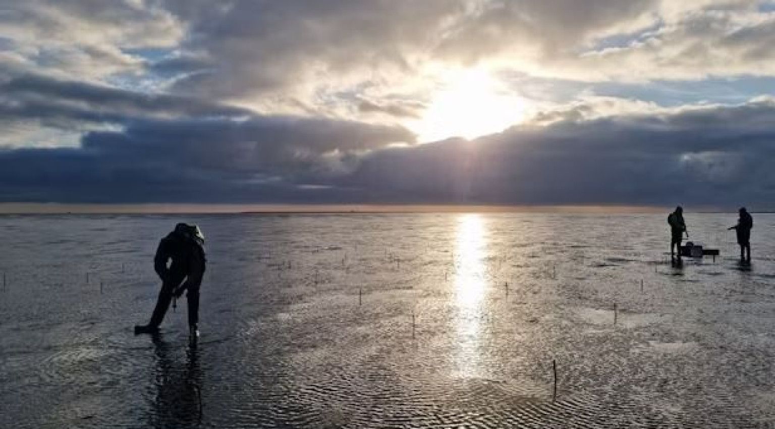 Zeegras - VVV Ameland