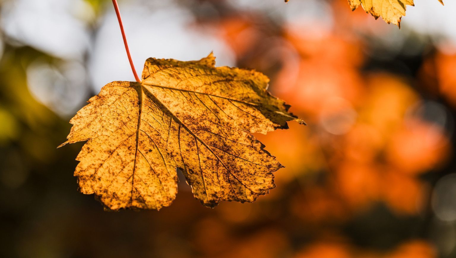 Herbst - VVV Ameland