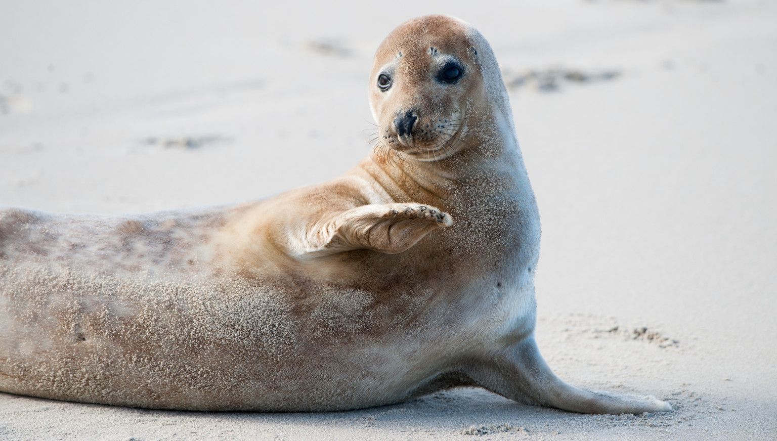 Die Robbe - VVV Ameland
