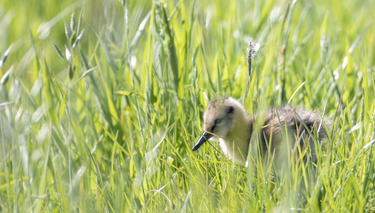 Frühling - VVV Ameland