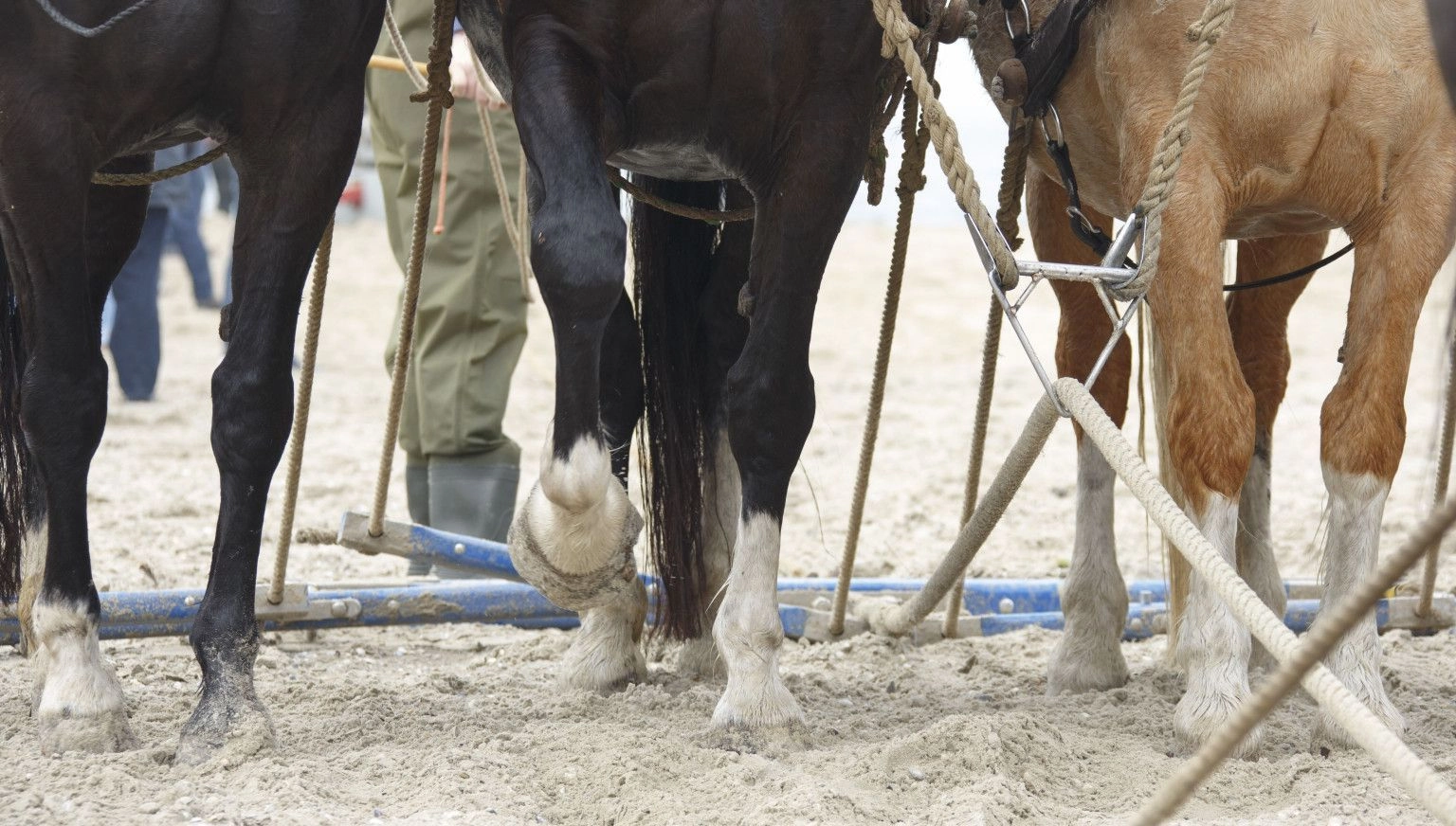 Vorführung des Pferderettungsbootes - VVV Ameland