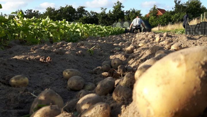 Amelander Kartoffeln - Ameländer Produkte - VVV Ameland
