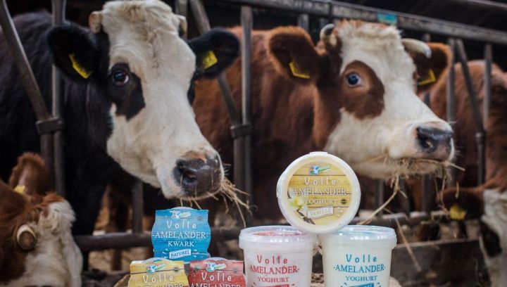 Ameländer, biologisch Rindfleisch - Ameländer Produkte - VVV Ameland