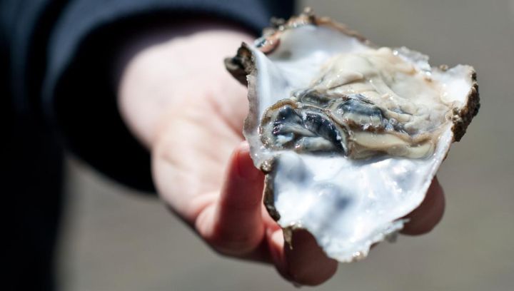 Ameländer Austern, Meeräsche und Seebarsch - Ameländer Produkte - VVV Ameland