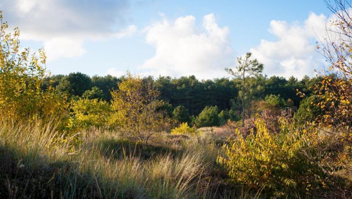 Ferienhäuser Ballum 7 oder mehr Personen - VVV Ameland