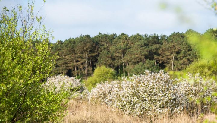 Exkursion Wald und Dünen - VVV Ameland