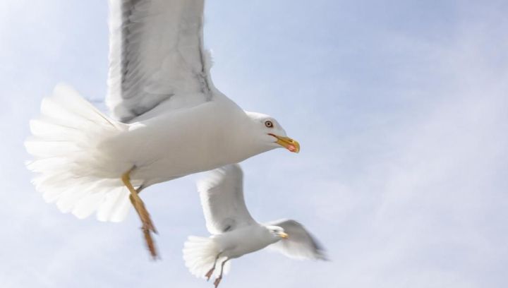 Tierrettungswagen Ameland - VVV Ameland